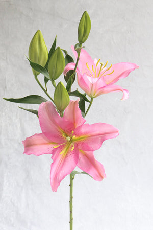 Pink OT Lilies