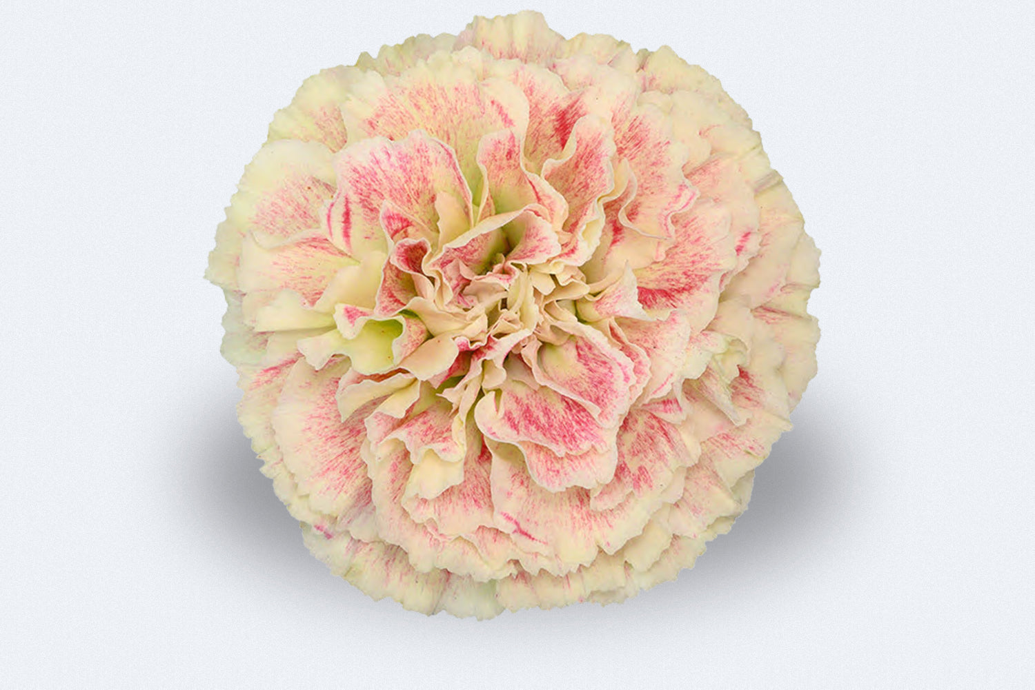 Colombia Direct Heidi Carnations